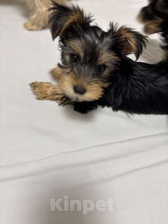 Собаки в Краснодаре: Мальчик Мальчик, 10 000 руб. - фото 4