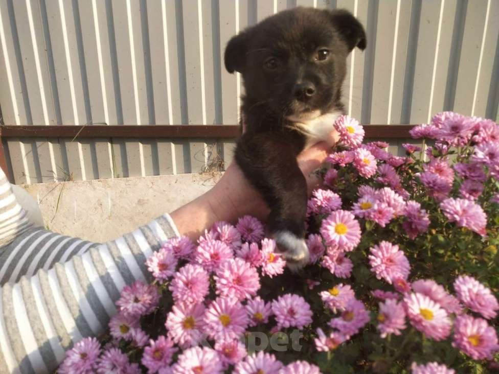 Собаки в Санкт-Петербурге: Две маленькие кнопки ищут дом Мальчик, Бесплатно - фото 10