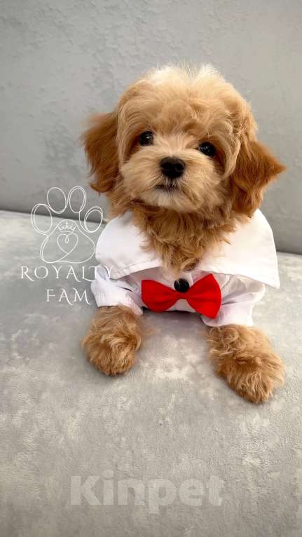 Собаки в Москве: Мини мальчик мальтипу F1 Royalty Fam Lorenzo Мальчик, Бесплатно - фото 4