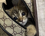 Кошки в Махачкале: Отдам котёнка в добрые руки!!! Девочка, Бесплатно - фото 9