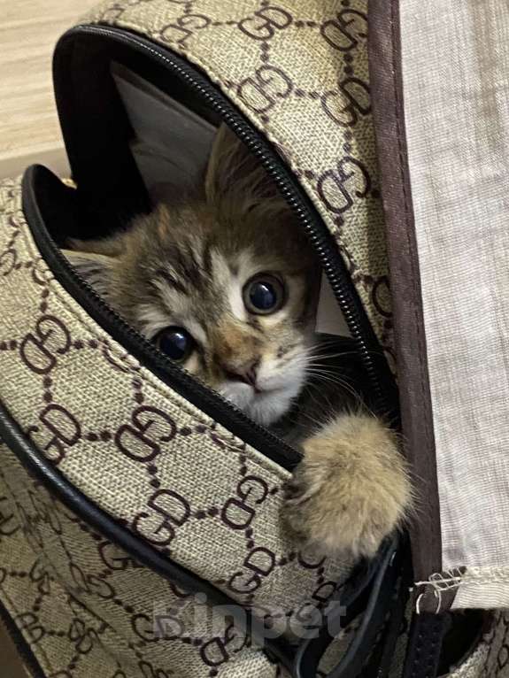 Кошки в Махачкале: Отдам котёнка в добрые руки!!! Девочка, Бесплатно - фото 9