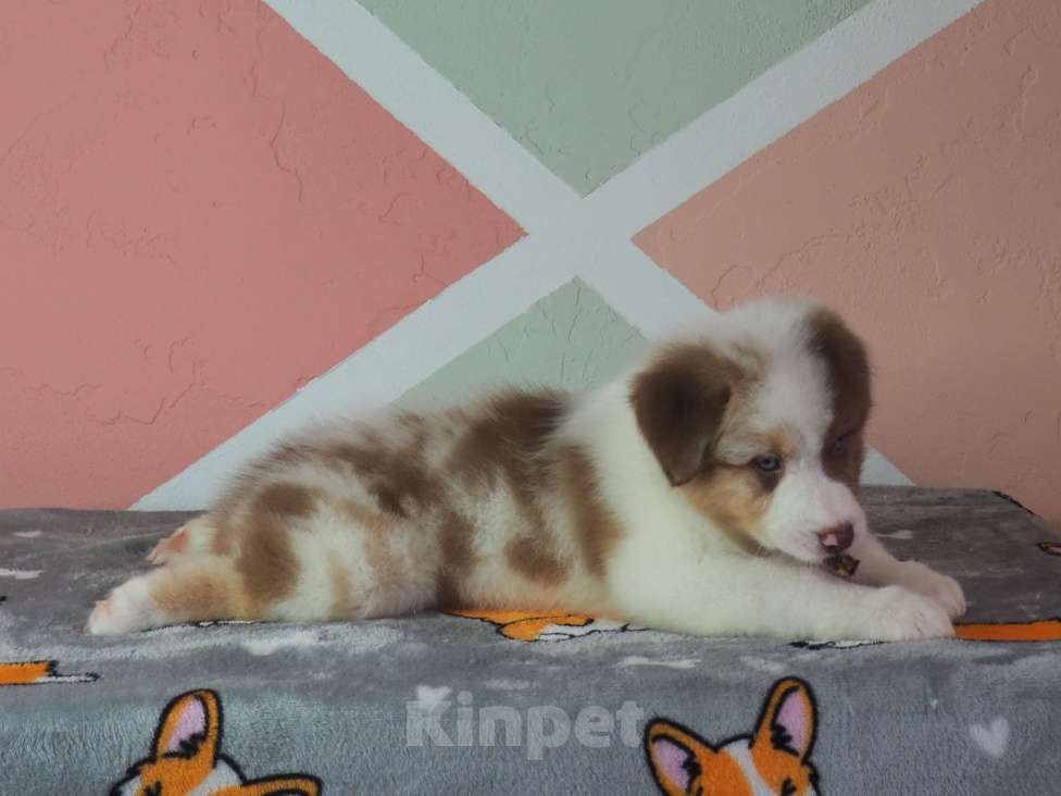 Собаки в Липецке: Австралийская овчарка Мальчик, 100 000 руб. - фото 7