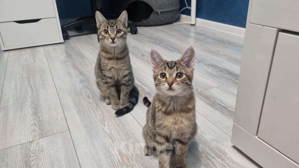 Кошки в Москве: Сина и Жан  Девочка, Бесплатно - фото 2