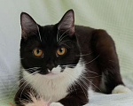 Кошки в Москве: Черно-белая изящная кошка Марси в добрые руки Девочка, Бесплатно - фото 4