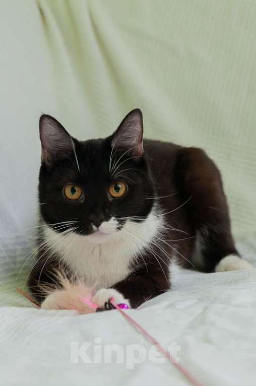 Кошки в Москве: Черно-белая изящная кошка Марси в добрые руки Девочка, Бесплатно - фото 4