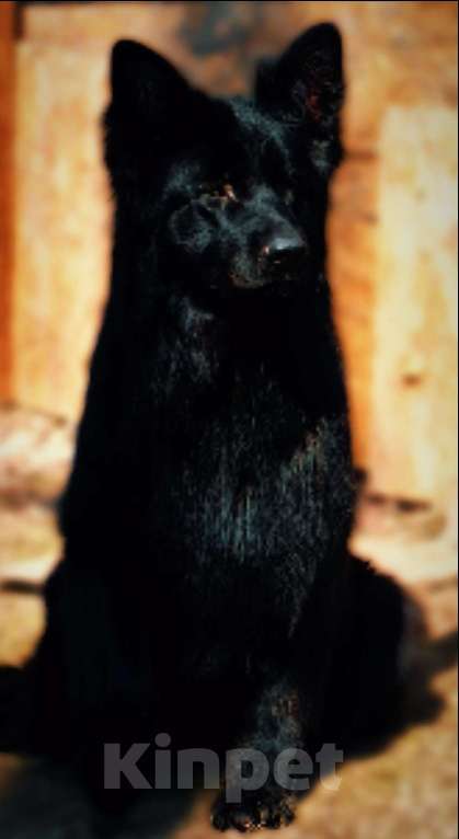 Собаки в Москве: Элитные щенки немецкой овчарки длиношерстные Мальчик, 55 000 руб. - фото 6