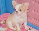 Собаки в Санкт-Петербурге: Девочка чихуахуа  Девочка, 50 000 руб. - фото 6