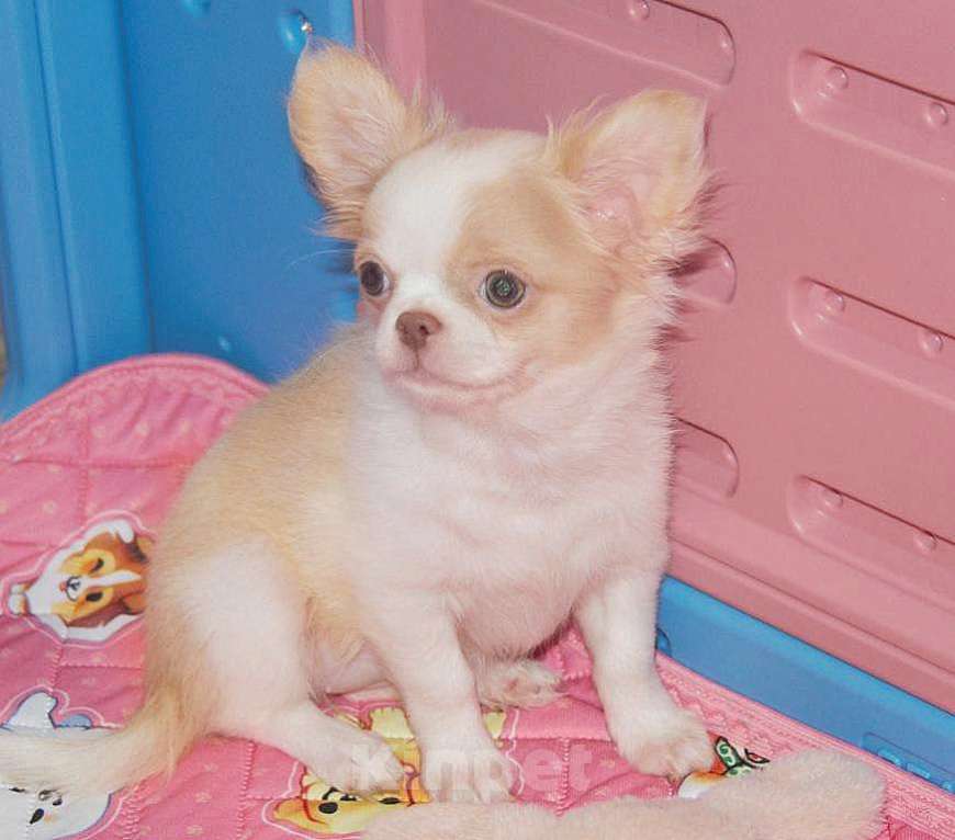 Собаки в Санкт-Петербурге: Девочка чихуахуа  Девочка, 50 000 руб. - фото 6