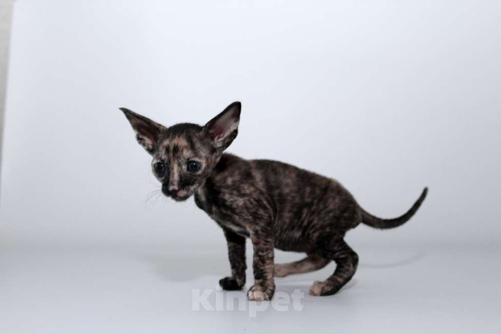 Кошки в Москве: малыши к резервированию. питомник Корнелита Девочка, 70 000 руб. - фото 5