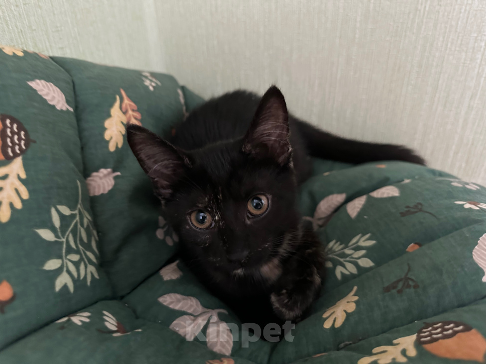 Кошки в Санкт-Петербурге: котенок в добрые руки Девочка, Бесплатно - фото 1