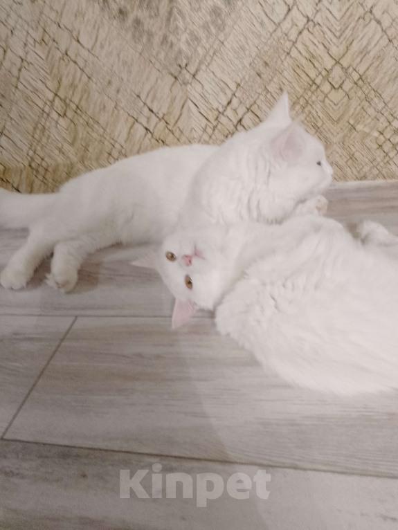 Кошки в других городах Красноярского края: !!!Потерялась кошка Полли!!!  Девочка, Бесплатно - фото 3