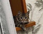 Кошки в Липецке: Котенок полосатый, 6 месяцев Мальчик, Бесплатно - фото 1