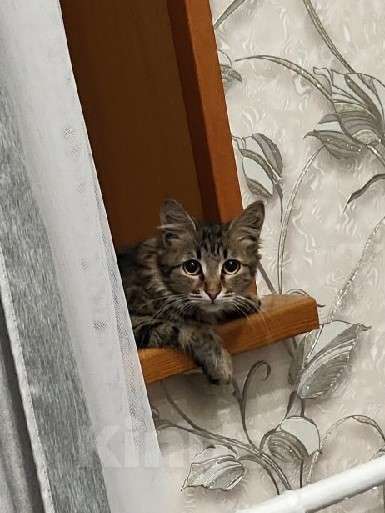Кошки в Липецке: Котенок полосатый, 6 месяцев Мальчик, Бесплатно - фото 1