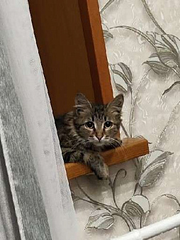 Объявление: Котенок полосатый, 6 месяцев, Бесплатно, Липецк