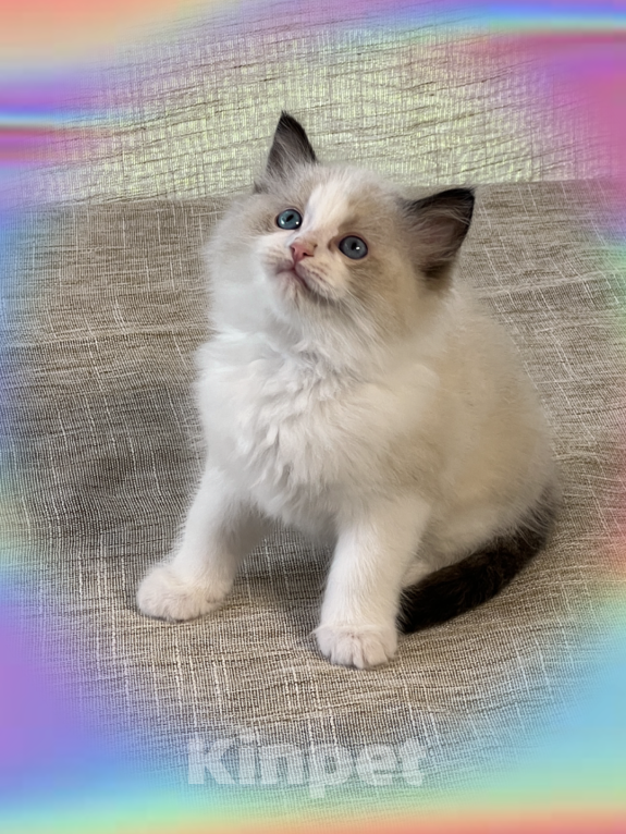 Кошки в Апрелевке: Котята рэгдолл Мальчик, 70 000 руб. - фото 2