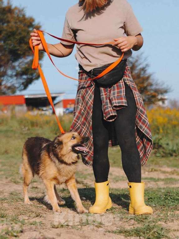 Собаки в Воронеже: Домашняя миниатюрная собачка Леди, идеальный компаньон ищет дом Девочка, 10 руб. - фото 1