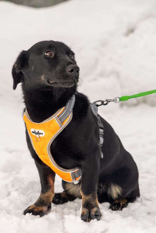 Собаки в Москве: Боня коротколапик ищет дом Девочка, Бесплатно - фото 4