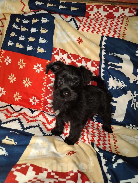 Собаки в Одинцово: Мальчишка стандрат Мальчик, 30 000 руб. - фото 2