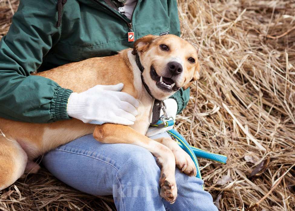Собаки в Москве: Собака-компаньон в поисках дома и семьи Мальчик, Бесплатно - фото 2