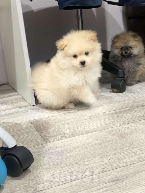 Собаки в Челябинске: Щенки померанского шпица  Девочка, 30 000 руб. - фото 9