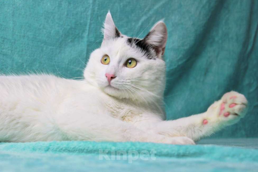 Кошки в Москве: Сирота в поисках семьи Мальчик, Бесплатно - фото 6