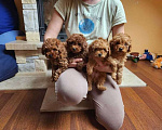 Собаки в Иваново: Той пудельки Мальчик, 18 000 руб. - фото 3