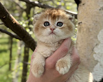 Кошки в Домодедово: 🐾 КОТЯТА ПОРОДЫ СКОТИШ-ФОЛД! 🐾 Разнополые, 35 000 руб. - фото 8