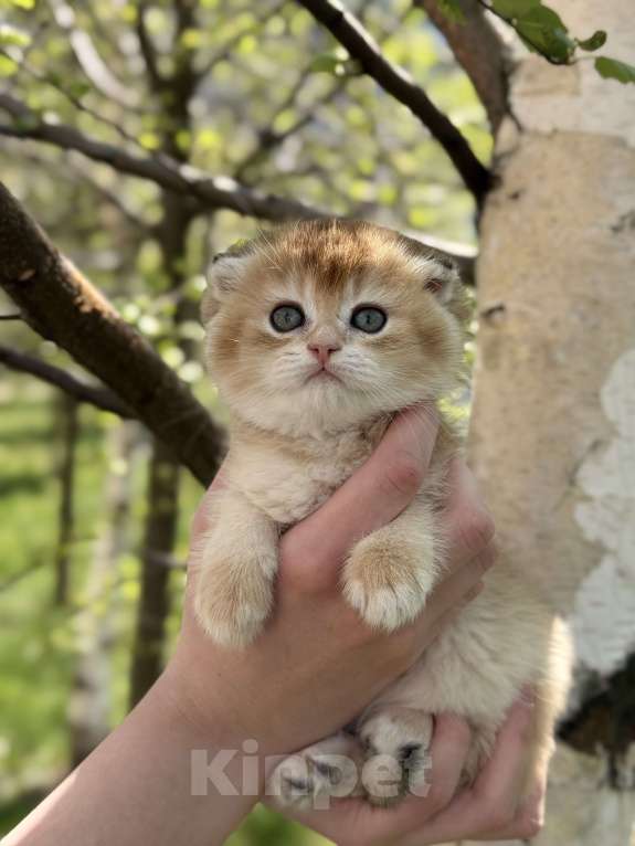 Кошки в Домодедово: 🐾 КОТЯТА ПОРОДЫ СКОТИШ-ФОЛД! 🐾 Разнополые, 35 000 руб. - фото 8