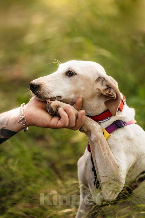 Собаки в Москве: Метис уиппета Латифа в добрые руки Девочка, 1 руб. - фото 2