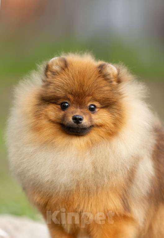 Собаки в Пушкино: Красавец померанец! Мальчик, 50 000 руб. - фото 4