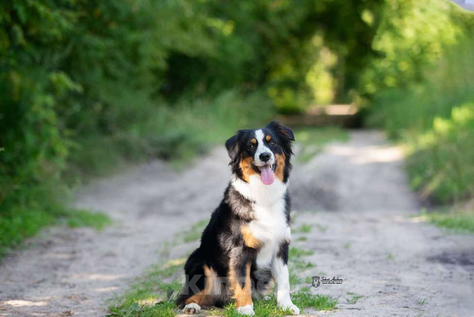 Собаки в Москве: Миниатюрная американская овчарка (мини-аусси) Мальчик, 150 000 руб. - фото 6