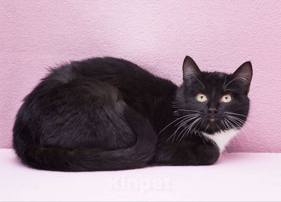 Кошки в Москве: Черная крошка-кошка в поисках своего счастья! Девочка, Бесплатно - фото 2