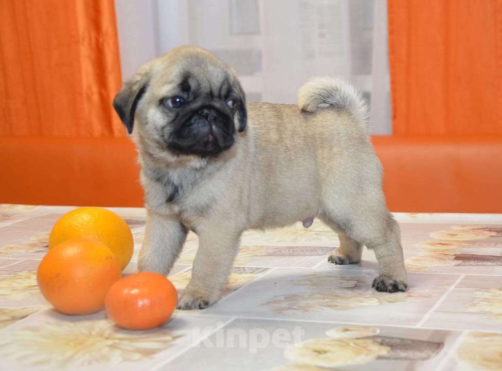 Собаки в Твери: Малыш мопсенок Мальчик, 35 000 руб. - фото 1