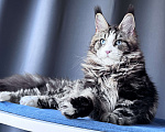 Кошки в Москве: Котёнок мейн-кун Veyron Molly — голубоглазая принцесса с плюшевыми щёчками и королевскими кисточками Девочка, 150 000 руб. - фото 8
