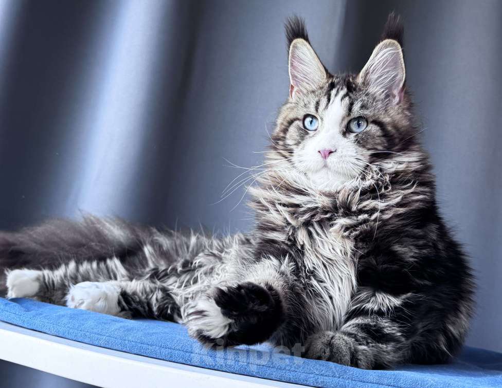 Кошки в Москве: Котёнок мейн-кун Veyron Molly — голубоглазая принцесса с плюшевыми щёчками и королевскими кисточками Девочка, 150 000 руб. - фото 8