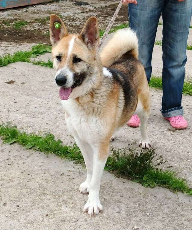 Собаки в Москве: Супер позитивная девчонка Зира ищет своего ЧЕЛОВЕКА  Девочка, Бесплатно - фото 7
