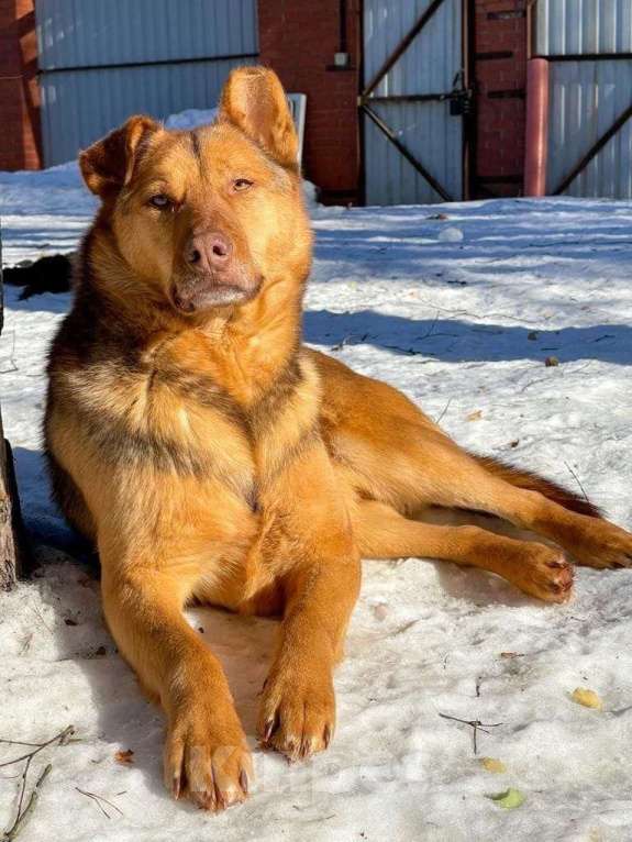 Собаки в Санкт-Петербурге: Гордый защитник и добрый друг для всей семьи Мальчик, Бесплатно - фото 5