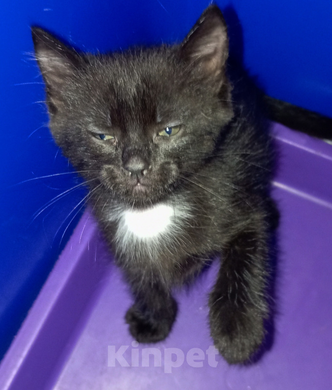 Кошки в Жуковском: Котята Девочка, Бесплатно - фото 9