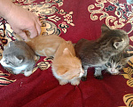 Кошки в других городах Тульской области: 2 котика и 2 кошечки, кушают, к туалету приучены, от кошки мышелова Мальчик, Бесплатно - фото 4