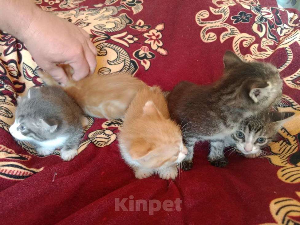 Кошки в других городах Тульской области: 2 котика и 2 кошечки, кушают, к туалету приучены, от кошки мышелова Мальчик, Бесплатно - фото 4