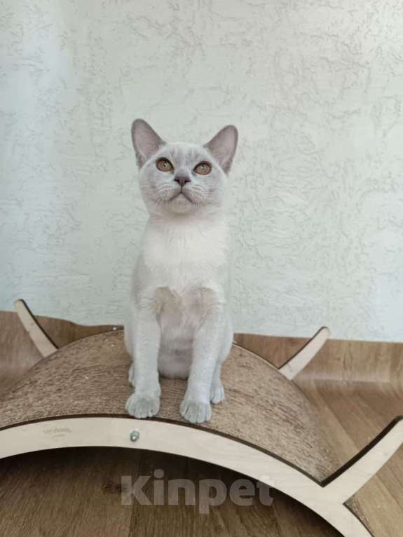 Кошки в других городах Владимирской области: Девочка бурмы Девочка, 50 000 руб. - фото 3