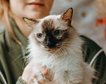 Кошки в Москве: Сима из кошачьей квартиры. Девочка, Бесплатно - фото 4