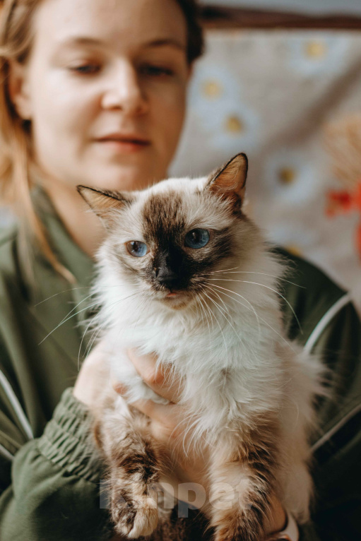 Кошки в Москве: Сима из кошачьей квартиры. Девочка, Бесплатно - фото 4