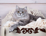 Кошки в Санкт-Петербурге: Британский длинношерстный молодой котик Мальчик, Бесплатно - фото 2