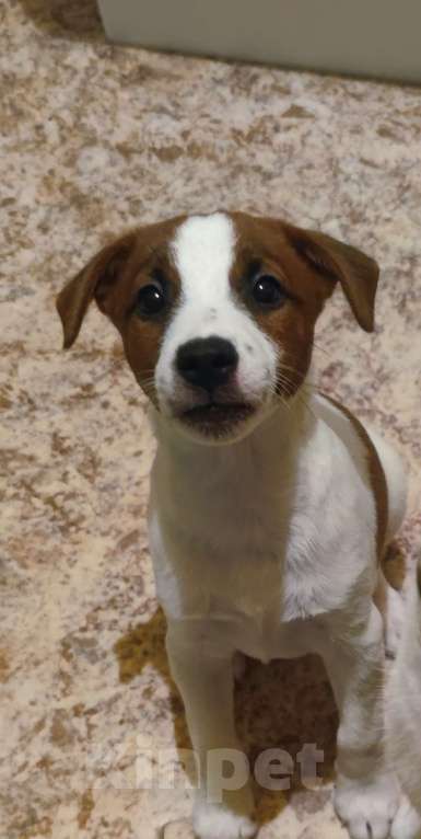 Собаки в Барнауле: Парсон рассел терьер Мальчик, Бесплатно - фото 1