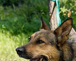 Собаки в Москве: Спирит Мальчик, Бесплатно - фото 2