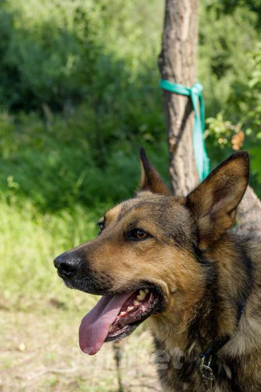 Собаки в Москве: Спирит Мальчик, Бесплатно - фото 2