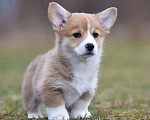 Собаки в Санкт-Петербурге: Вельш Корги Пемброк Мальчик, Бесплатно - фото 1