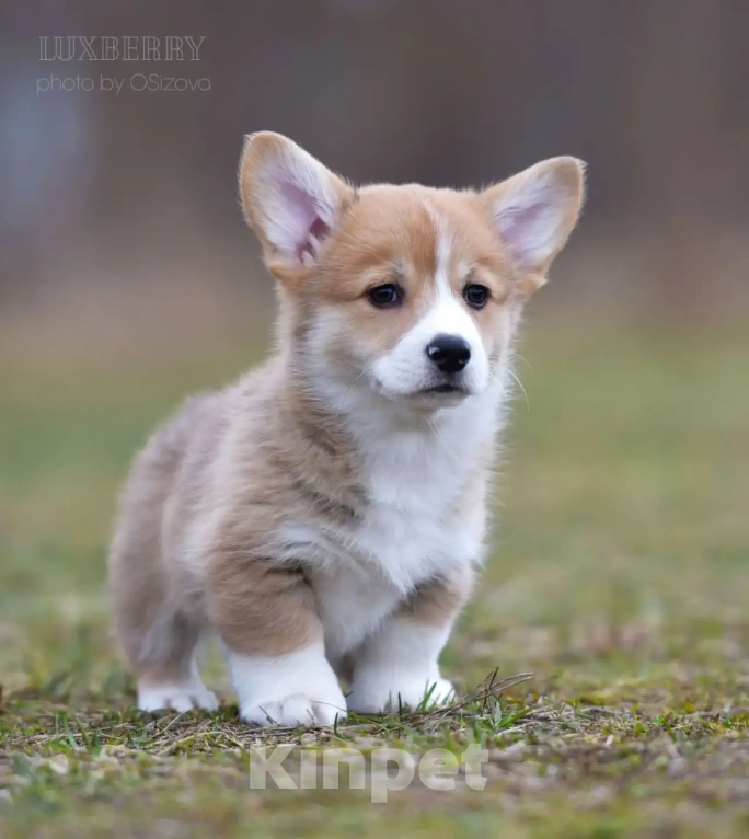 Собаки в Санкт-Петербурге: Вельш Корги Пемброк Мальчик, Бесплатно - фото 1