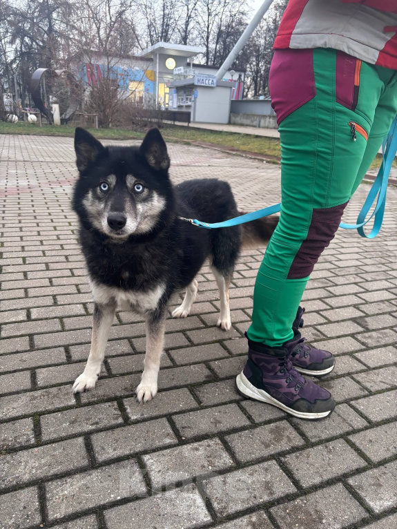 Собаки в Москве: Голубоглазая волчица Одри. Девочка, Бесплатно - фото 5